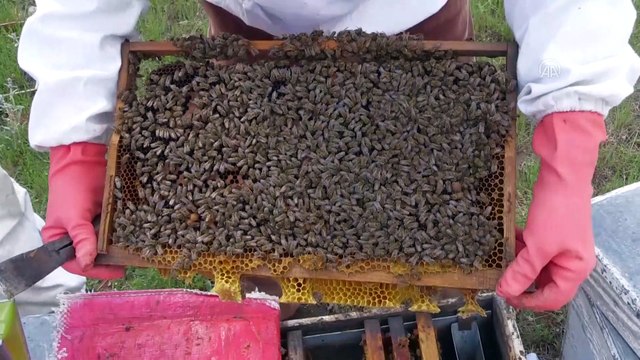 Gezginci arıcılar, çiçek balı ve polen üretimi için Kocatepe'yi tercih ediyor - AFYONKARAHİSAR