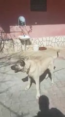 YAVRU ADAMCI KANGAL KOPEGi - KaNGAL SHEPHERD DOG PUPPY
