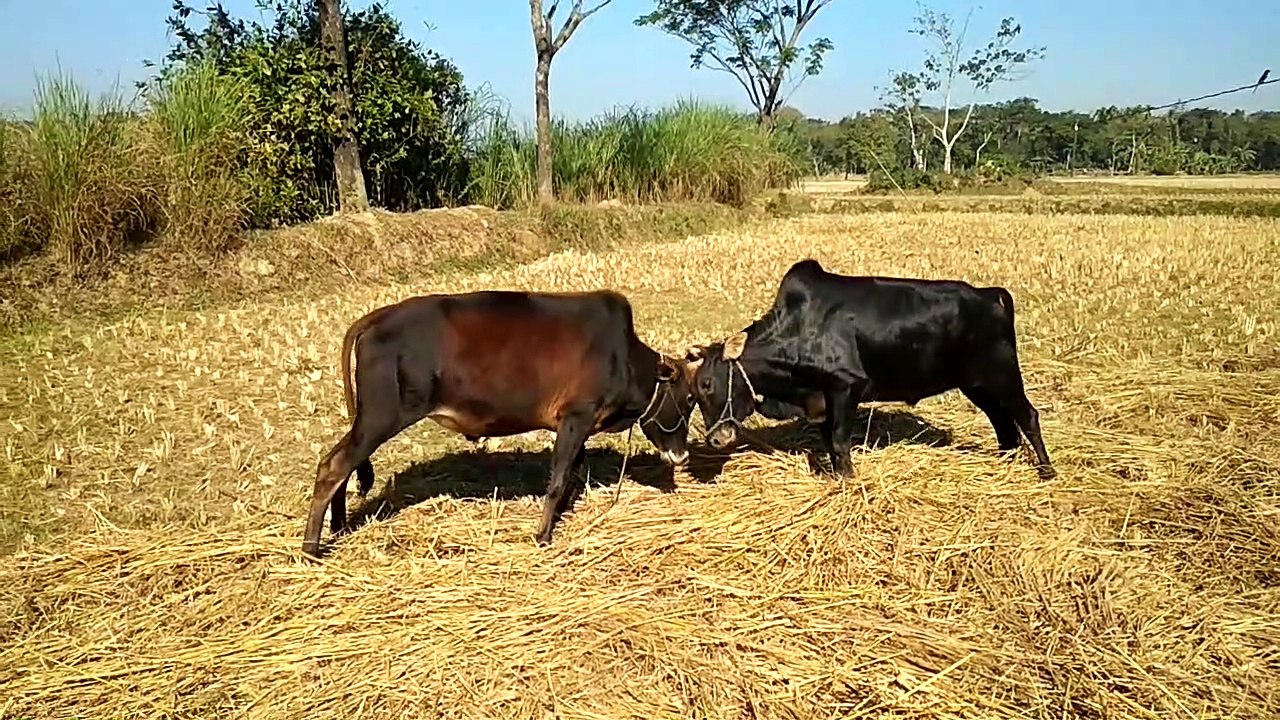 Bull fight with each other on the village field