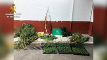 Desmantelan una plantación con 1.394 plantas de marihuana
