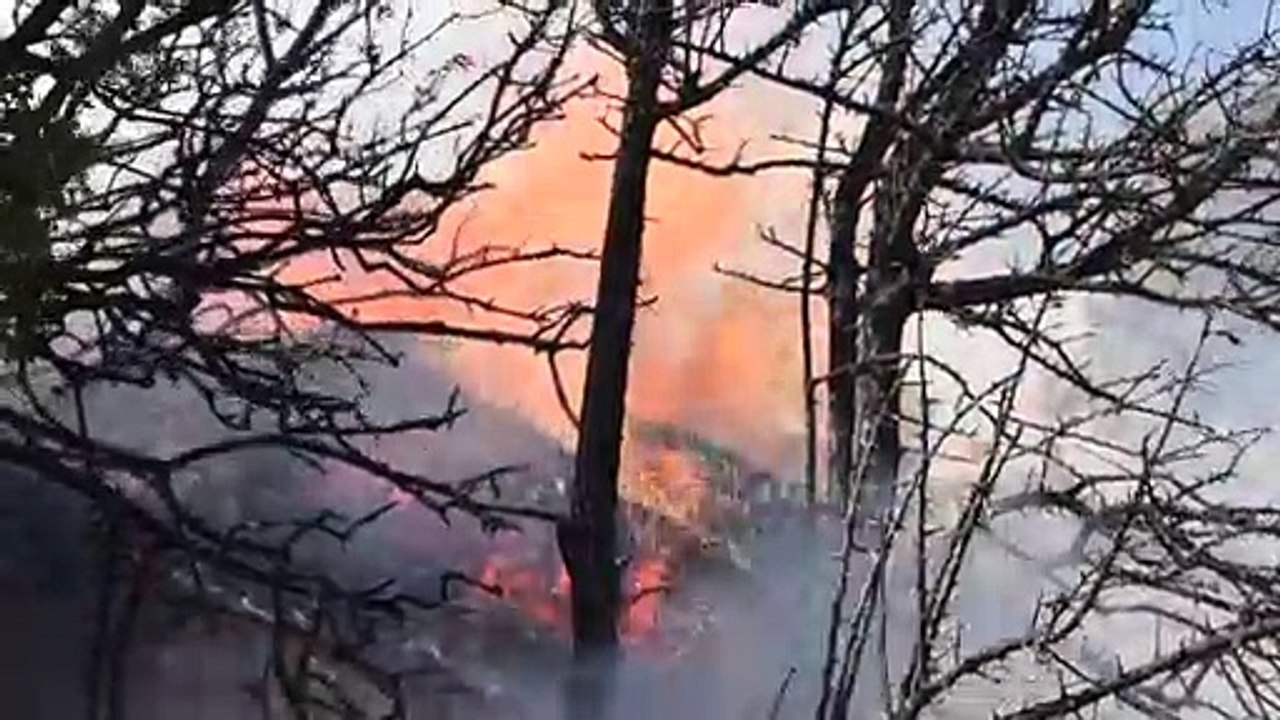 Yangında yaklaşık 50 dönümlük bağ ve zeytinlik hasar gördü - MANİSA