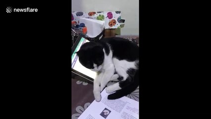 Fed up cat wants attention so SITS on laptop