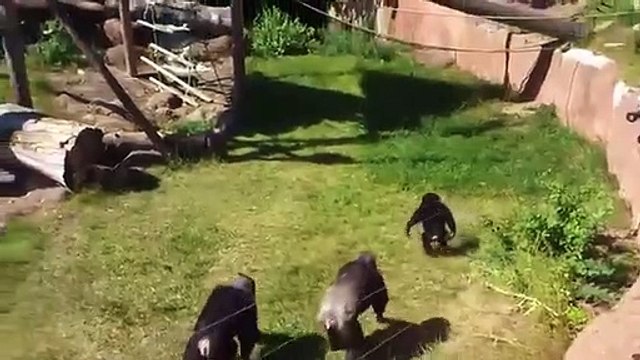 Brave Monkey VS Snake, Real Fight To, Death In Zoo, Who Will Win , Amazing Animals ,Attack In Zoo