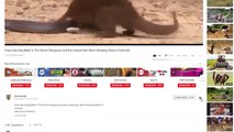 Buffalo crazy ,Save Lizard ,From 7 Lion , Most Spectacular, Big Cat Attacks ,Compilation including, Lion