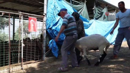 Büyükşehir’in Sakız koyunu desteği sürüyor