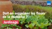 Doit-on supprimer les fleurs de la rhubarbe ?