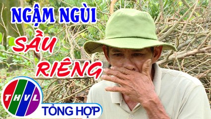 Phóng sự: Ngậm ngùi sầu riêng