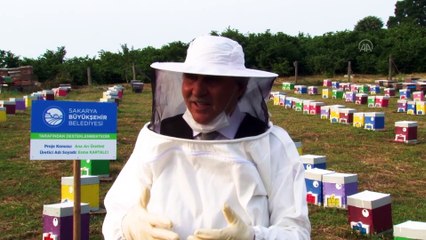 "Sakarya" ırkı arılarla bal verimi artırılacak - SAKARYA