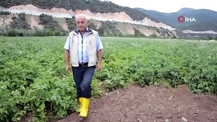 HIRSIZLAR TARLADAKİ PATATESİ ÇALDI