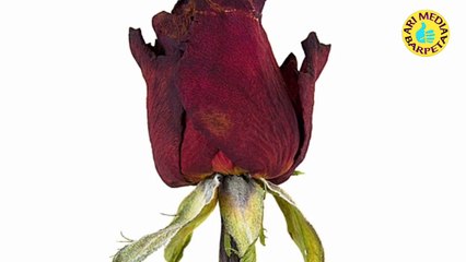 SMRITIR MANIKOT(স্মৃতিৰ মণিকুট), kobita abritti, assamese poem,2020 কবি ও আবৃত্তি- আমিনুল ইছলাম #ARI_MEDIA_BARPETA