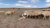 KOYUNLARIN GOZDESi SiVAS KANGAL KOPEKLERi - SiVAS KANGAL DOGS and SHEEPS