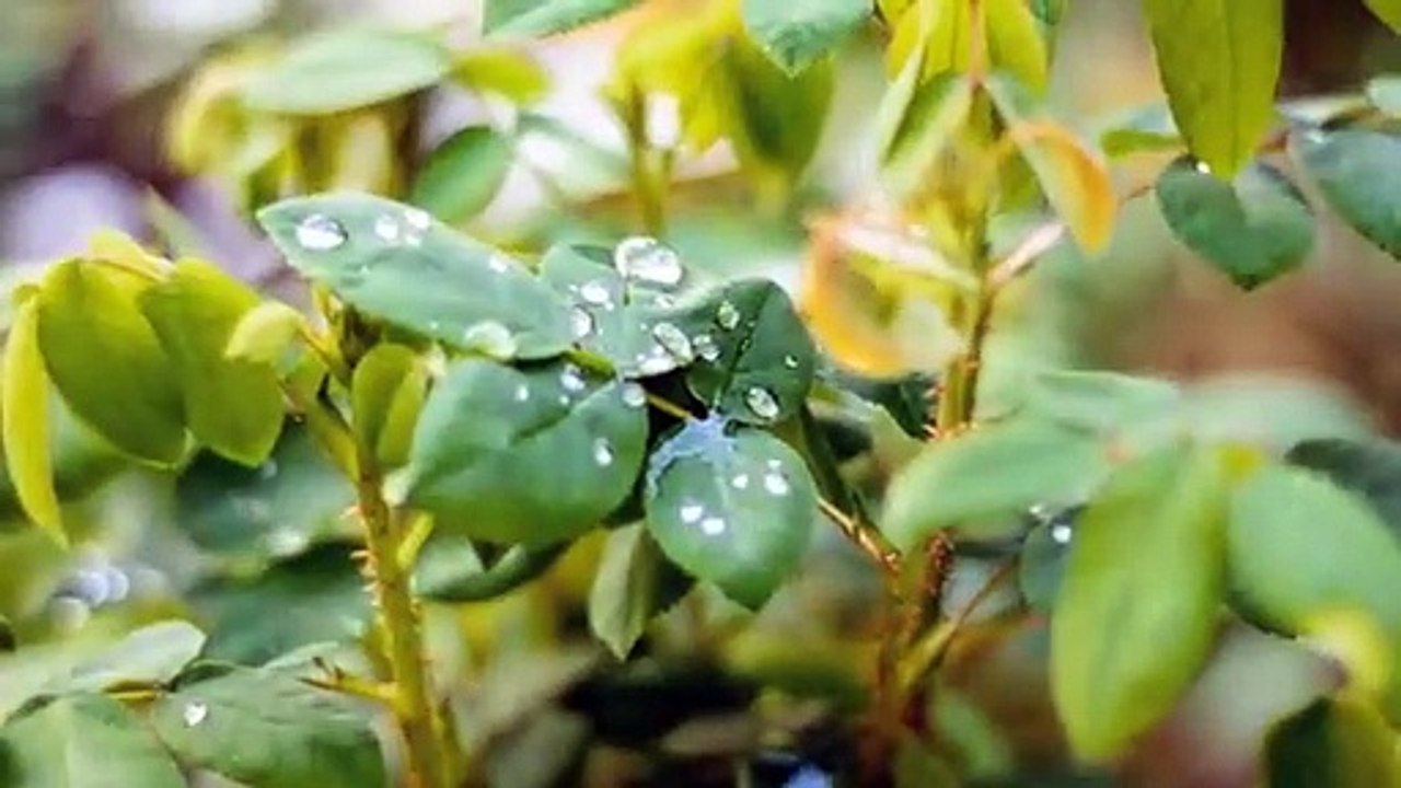 664597527 love with nature