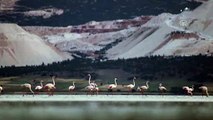 Yarışlı Gölü'nde flamingo yoğunluğu - BURDUR