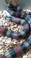 Fang God he is alright! ... Patrick the snake found in church grounds in Ireland