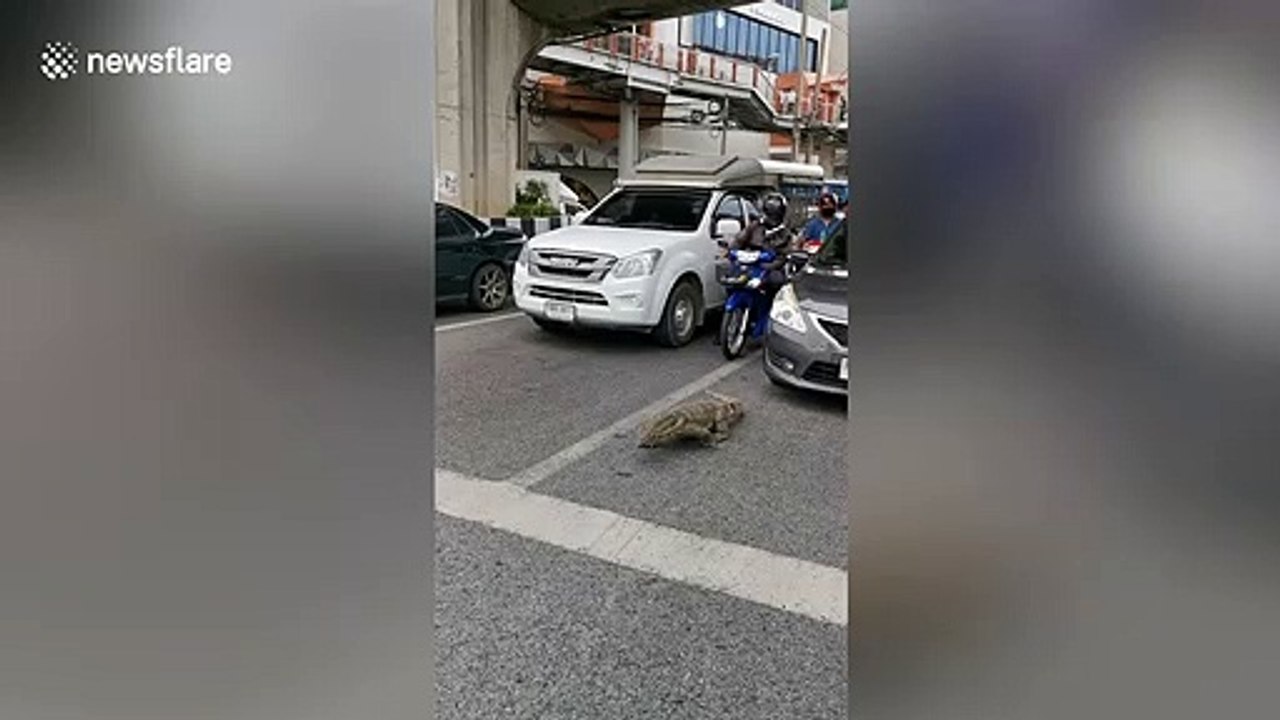 Wild monitor lizard wanders on road holding up traffic in Thailand