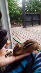 Boxer Puppy Feeds the Chipmunk