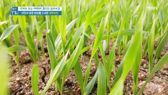 체지방↓ 염증 배출은↑ 안성 맞춤 [새싹보리]
