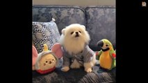 Mini Pomeranian - Funny and Cute Pomeranian Videos #5 - CuteVN