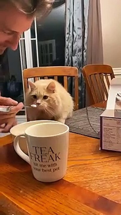 Un chat goûte de la crème glacée et on peut dire qu'il a aimé cela