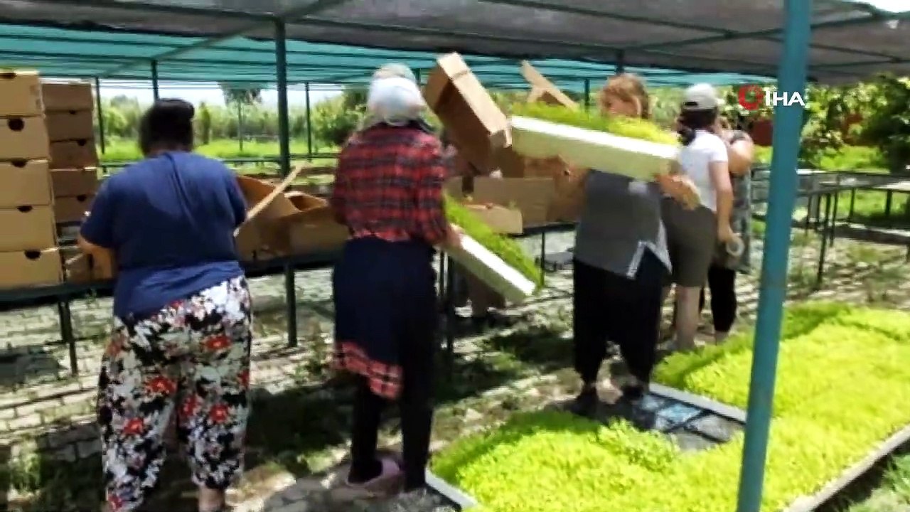 Burhaniye Şeker otu fidesi üretim merkezi oldu