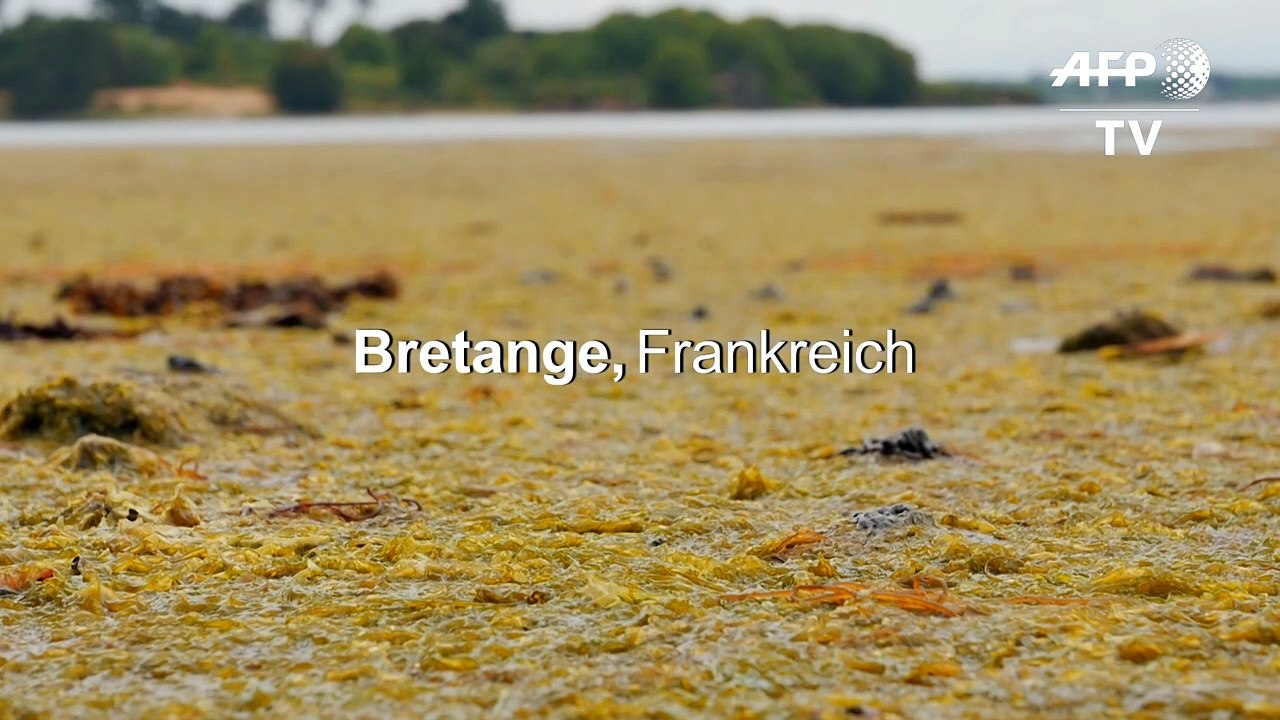 Algen-invasion an französischer atlantikküste