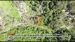 Durrës, sekuestrohen 300 rrënjë kanabis në një zonë të pyllëzuar, 2 në pranga, 2 në kërkim