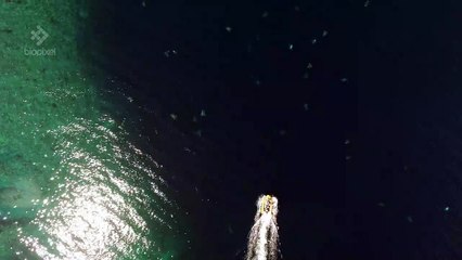 Los drones ayudan a los investigadores a contar tortugas en la Gran Barrera de Coral