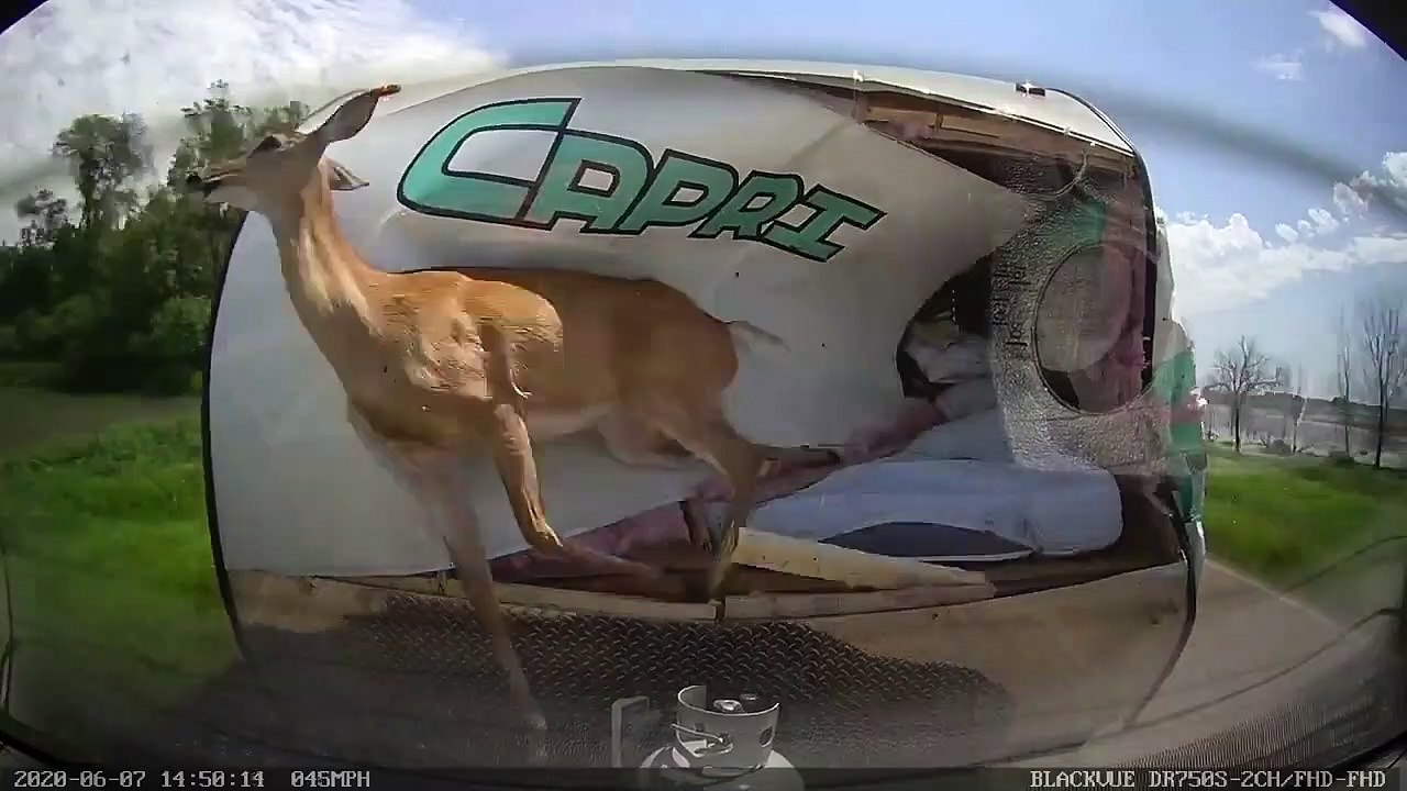 Biche vs Caravane