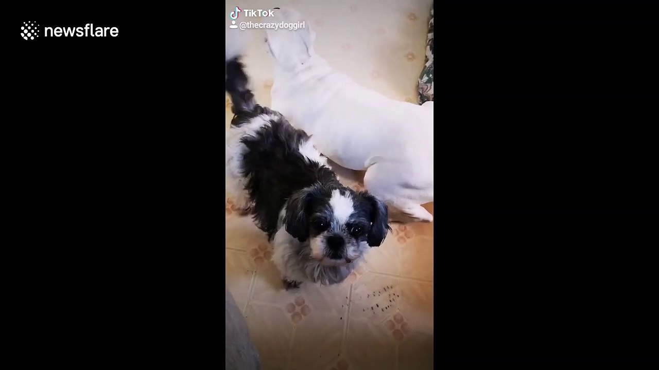 Quirky dog's ears stand up straight when she hears the word 'treat'