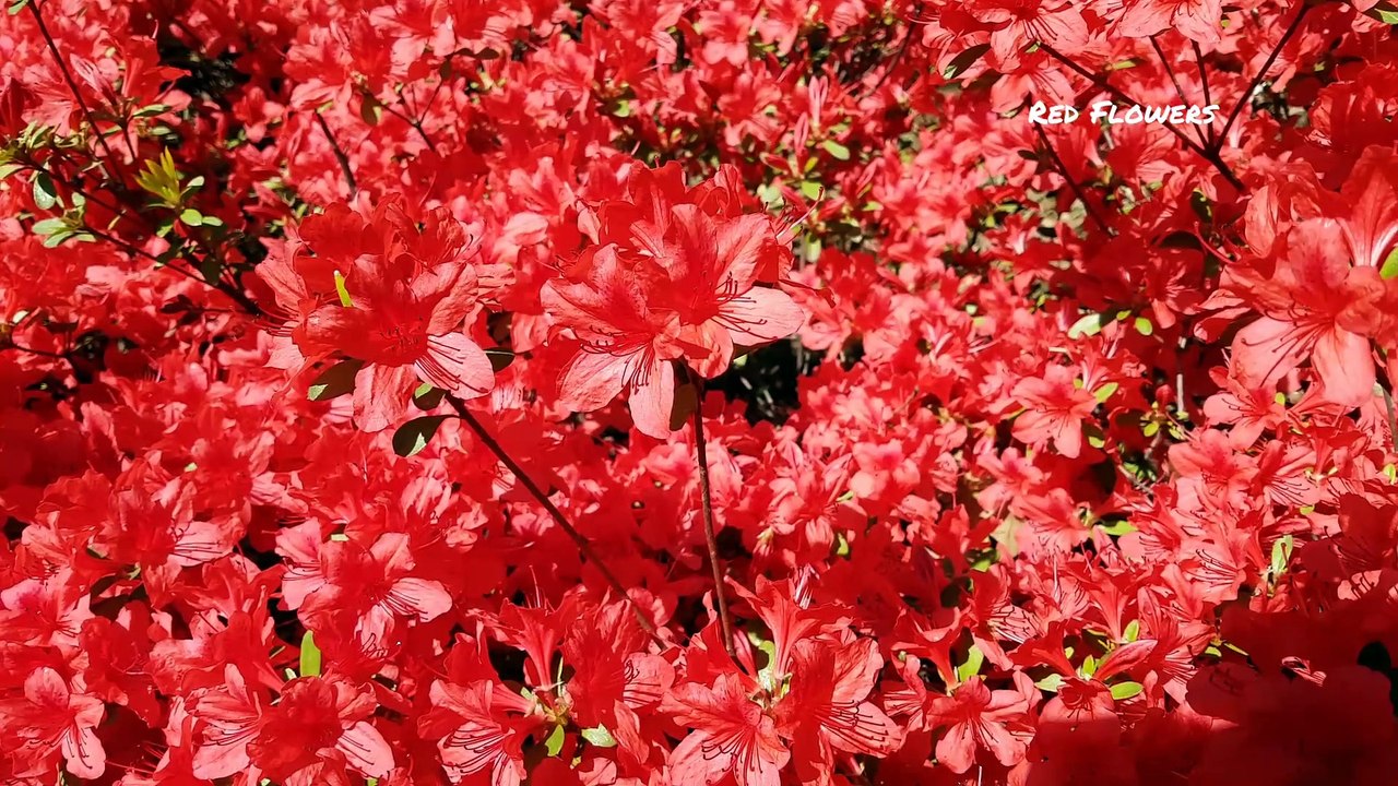 Red Flowers