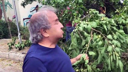 Vatandaşlar, rüzgar nedeniyle devrilen ağaçtaki dutları yedi - BURSA