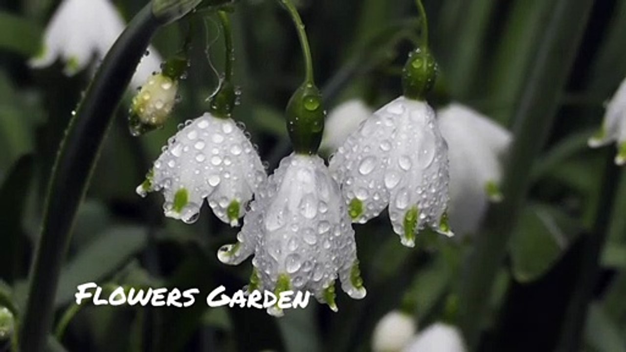 Flowers Garden Dew