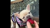 Cutest French Bulldog - Funny and Cute French Bulldog Puppies 2020 _ Dogs Awesome