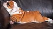 20  Cute English Bulldog Puppies You Wanna Take Home  _ Cute Puppies Doing Funny Things