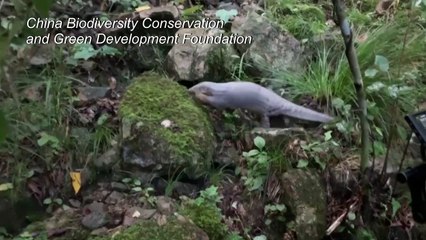 Chinese conservationists free pangolin into the wild