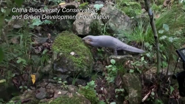 Chinese conservationists free pangolin into the wild
