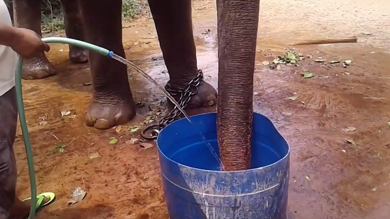 Inde: il lègue des terres à ses deux éléphants domestiqués