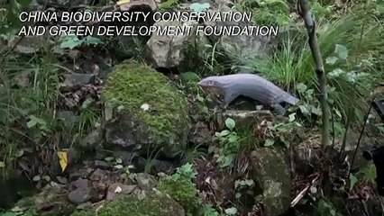 Chine: un pangolin libéré dans la nature après son retrait de la pharmacopée traditionnelle