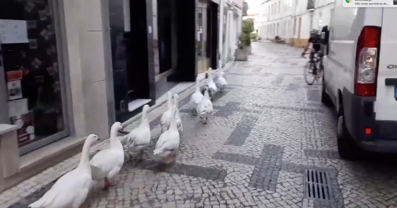 Bando de patos desconfinou e passeou pelas ruas de Torres Novas