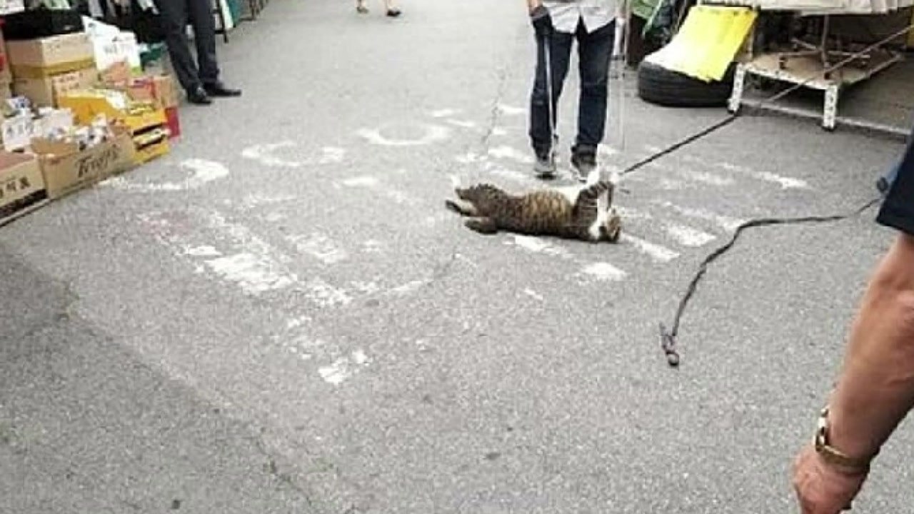 서울 동묘시장 상인, 길고양이 학대 의혹...경찰 내사 / YTN