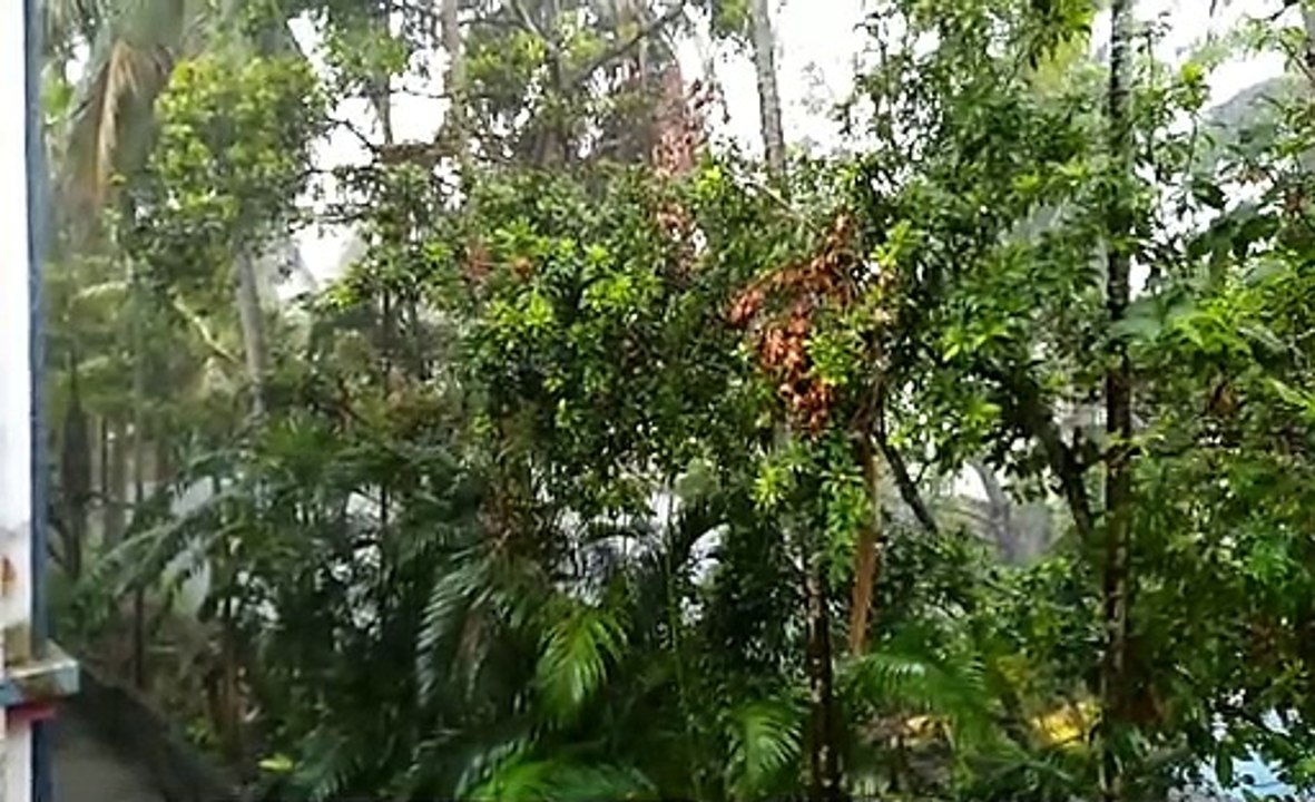 Relaxing sound on rain .