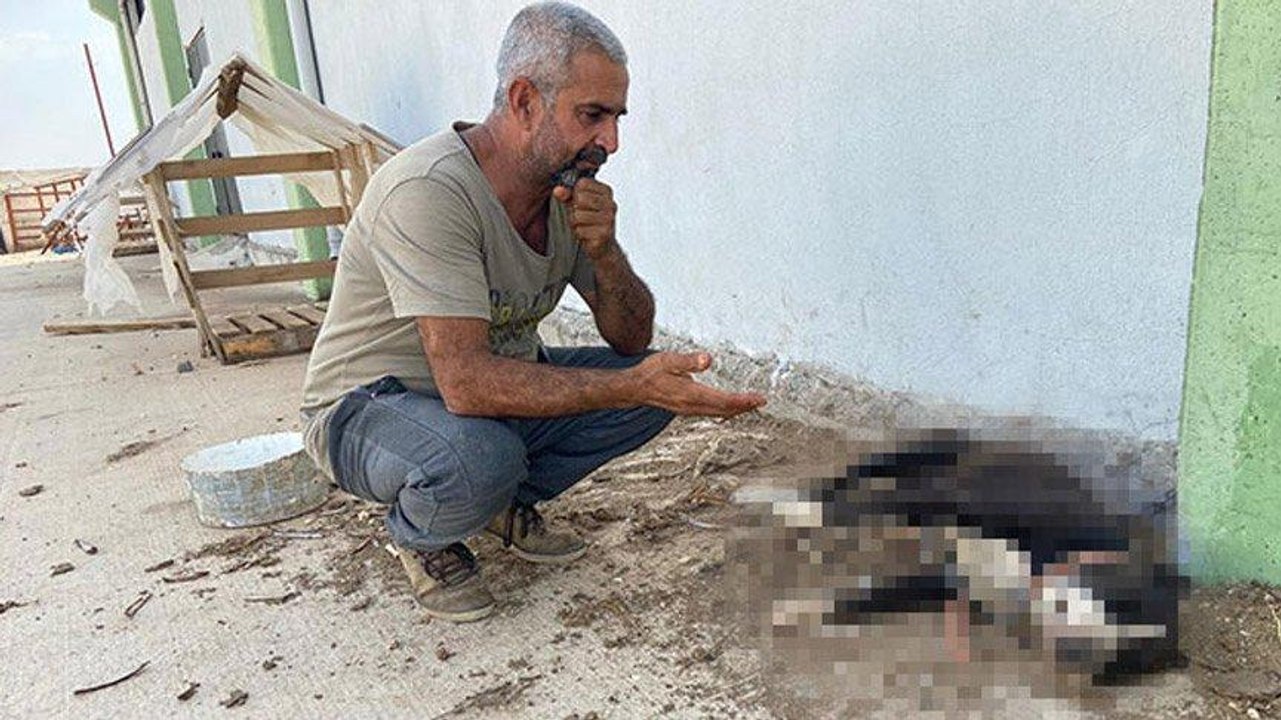 Hırsızlık yapmak için köpekleri zehirleyerek öldürdüler