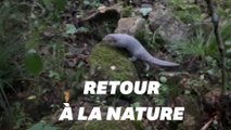 Ce pangolin retrouve la liberté et pour les écologistes c'est une victoire