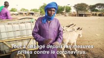 Au Sénégal, les éleveurs peuls pris au piège par le coronavirus