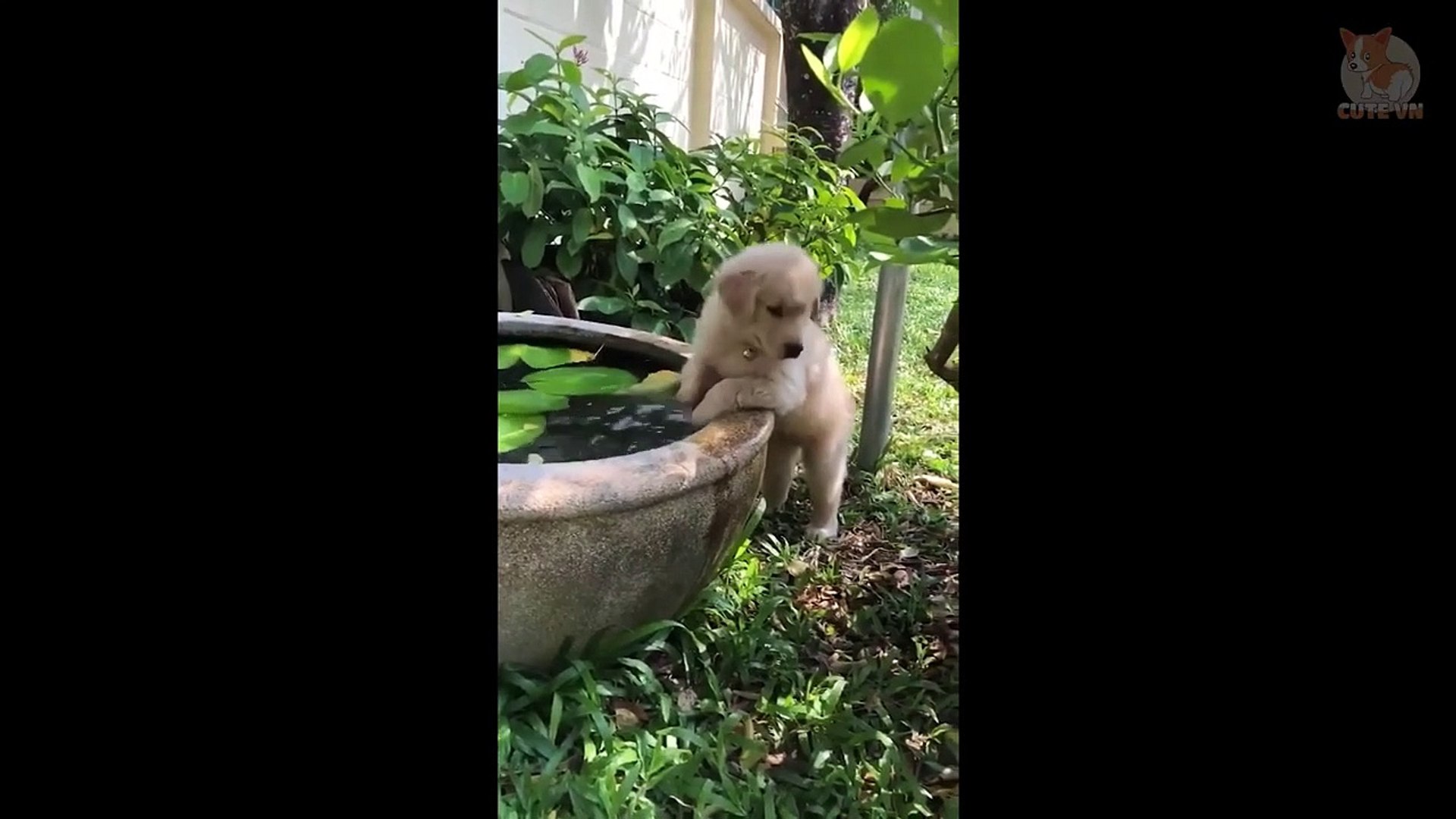 ⁣♥TikTok Pets - Funny and Cute Pets Compilation #7♥ - CuteVN