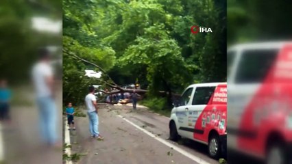 Yola devrilen ağaç ulaşımı aksattı