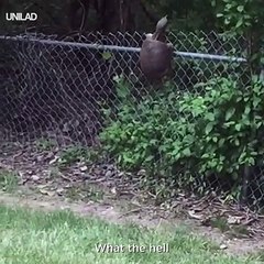 Cette tortue escalade les grillages... du jamais vu