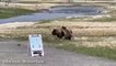 Incroyable face à face entre un grizzly et un bison dans le parc national de Yellowstone