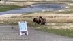 Incroyable face à face entre un grizzly et un bison dans le parc national de Yellowstone