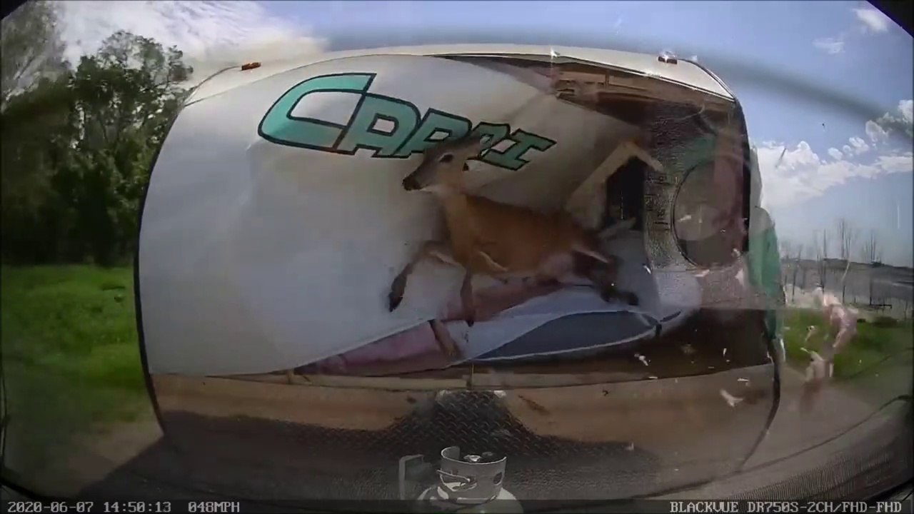 Cette biche a voulu faire un peu de camping... hop dans la caravane